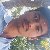 Krishan, 56, Lognan