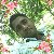 Sahidul Islam, 35, Macaba