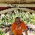 Sinan, 60, Sweden